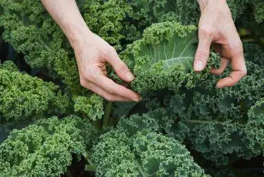 kale