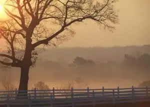A large tree stands beside a white fence at sunrise, with golden sunlight shining through morning mist that blankets the distant hills and trees.