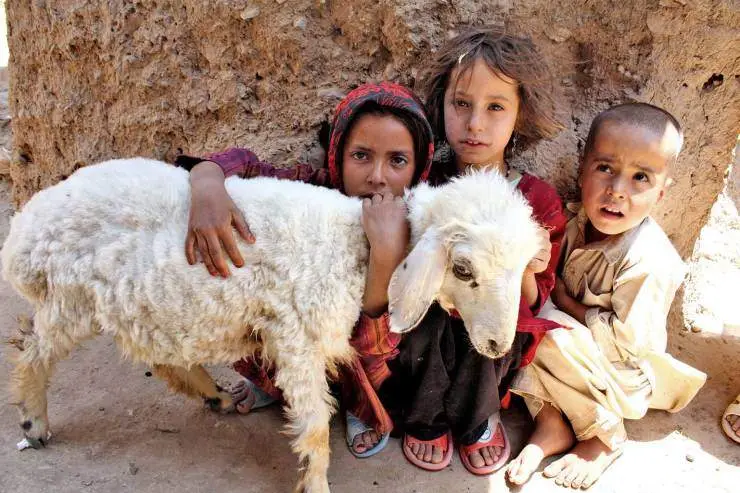 Lamb children