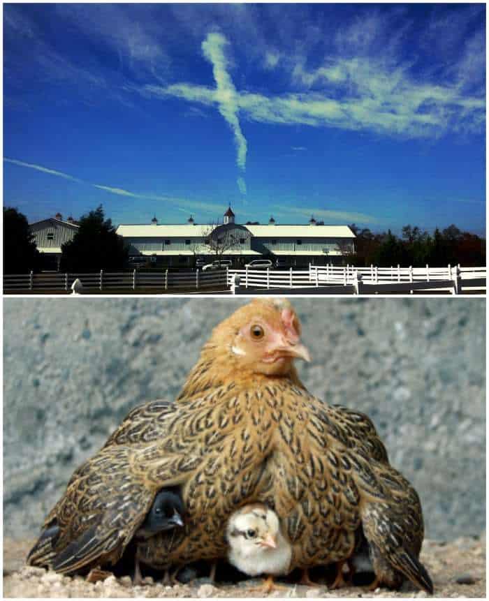 Cloud formation that looks like a cross over Knights' former residence & mother hen with her chicks